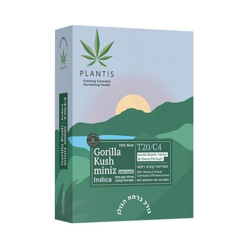 תפרחות סמול גורילה קוש (Gorilla Kush) T20/C4 אינדיקה תפרחות סמול גורילה קוש (Gorilla Kush) T20/C4 אינדיקה