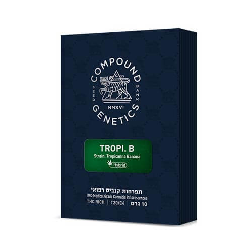 תפרחות טרופי בי (Tropi.B) T20/C4 היבריד תפרחות טרופי בי (Tropi.B) T20/C4 היבריד
