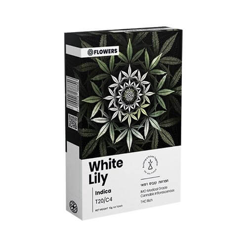תפרחות שושן צחור (White Lily) T20/C4 אינדיקה תפרחות שושן צחור (White Lily) T20/C4 אינדיקה