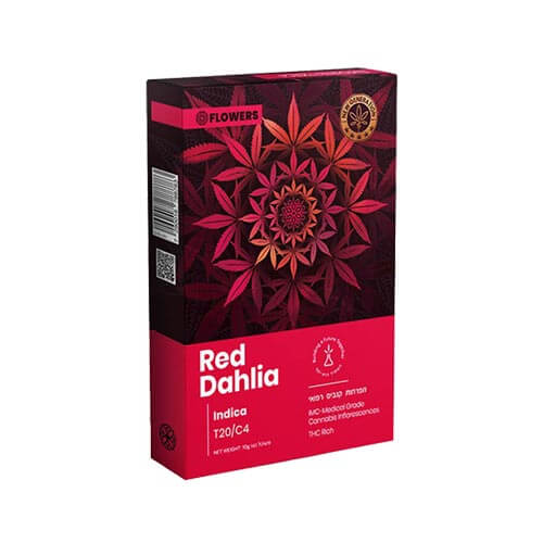 תפרחות רד דליה אדומה (Red Dahlia) T20/C4 אינדיקה תפרחות רד דליה אדומה (Red Dahlia) T20/C4 אינדיקה