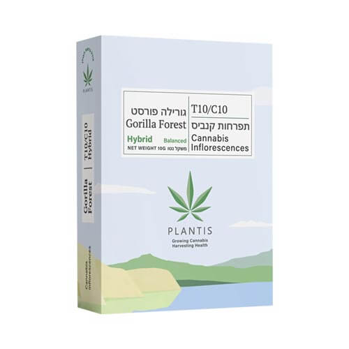 תפרחות גורילה פורסט T10/C10 היבריד תפרחות גורילה פורסט T10/C10 היבריד