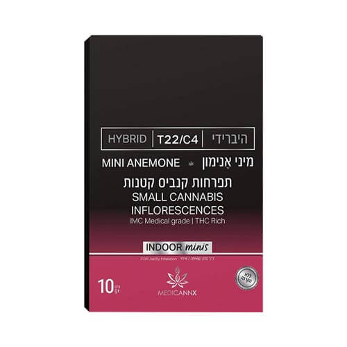 תפרחות אנימון T22/C4 היבריד תפרחות אנימון T22/C4 היבריד